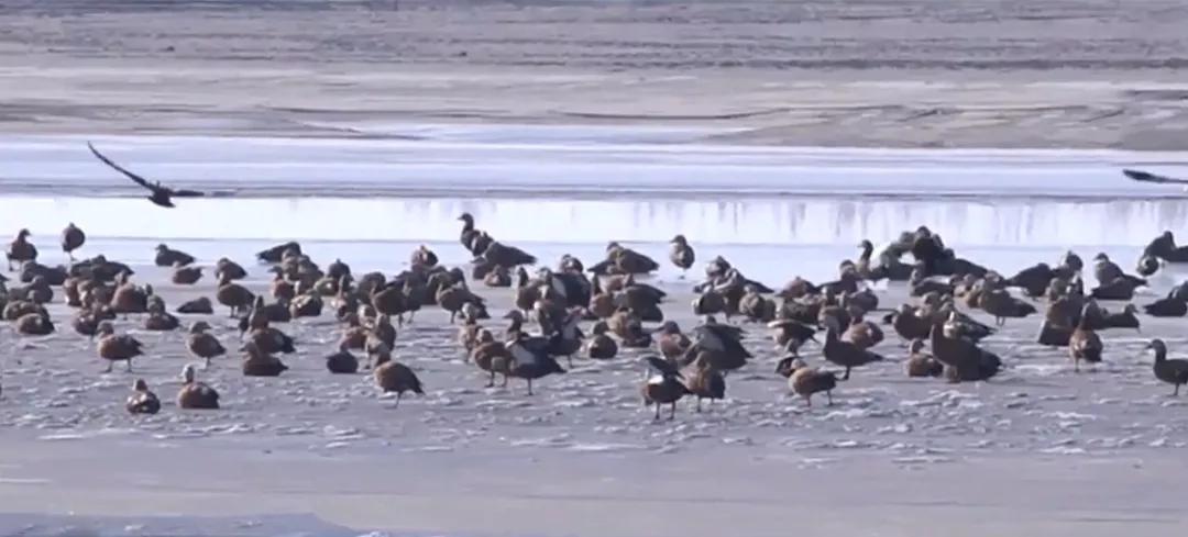 大华文旅行业湿地保护解决方案