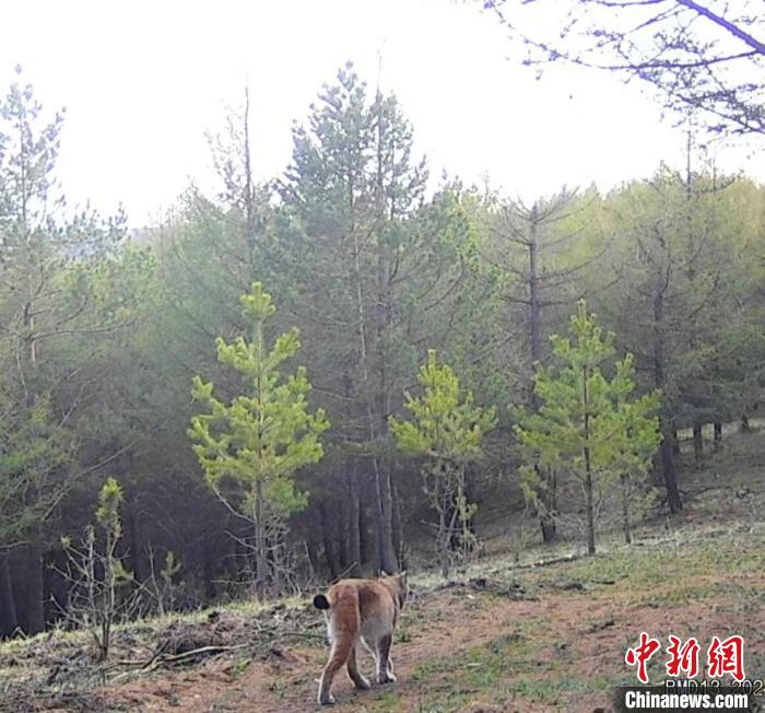 塞罕坝机械林场内发现国家二级保护动物猞猁